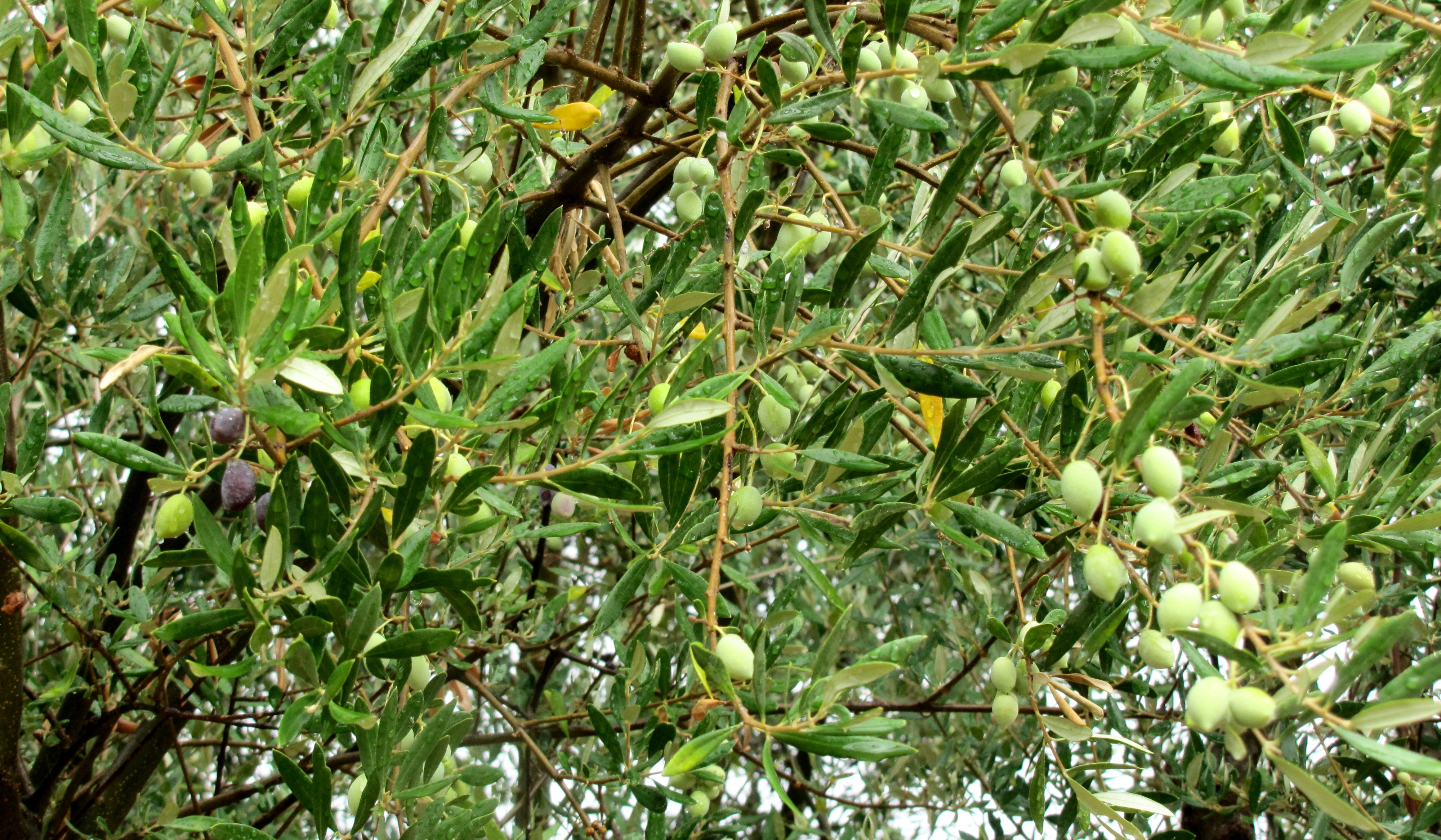 Kalamata-oliviers