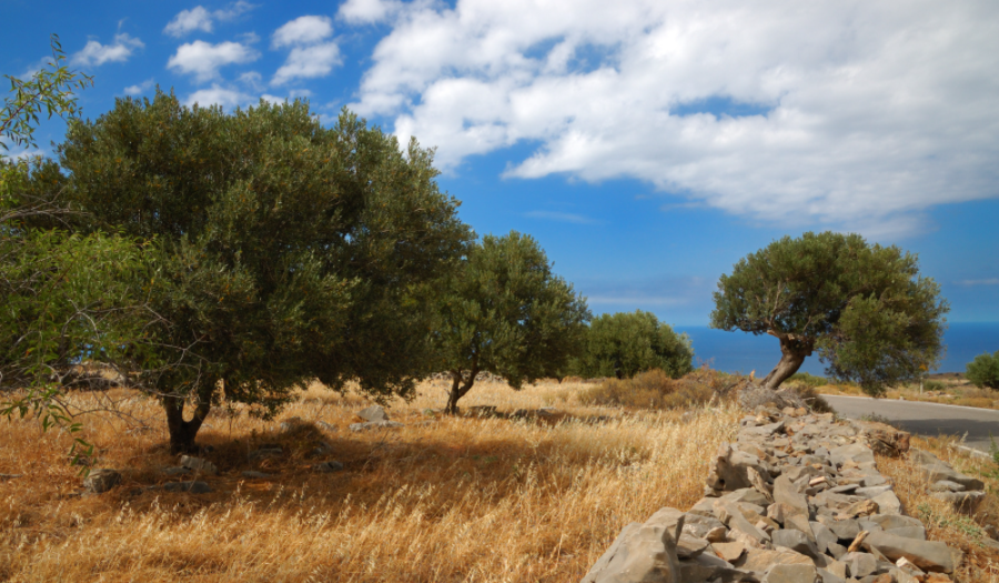 olive-trees-crete